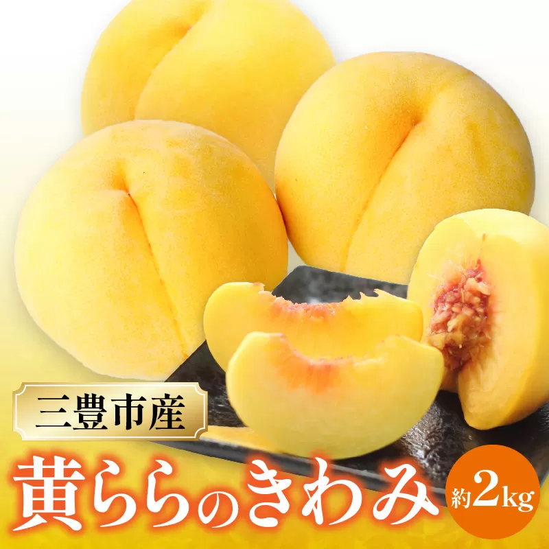【ふるさと納税】数量限定！先行予約販売開始★ 神田農園の産地直送 桃「黄ららのきわみ」約2kg [ フルーツ 名産品 桃 もも モモ 黄桃 果物 くだもの 三豊市 15000 15, 返礼品 神田桃園 ] ※配送不可地域：北海道・沖縄県・離島