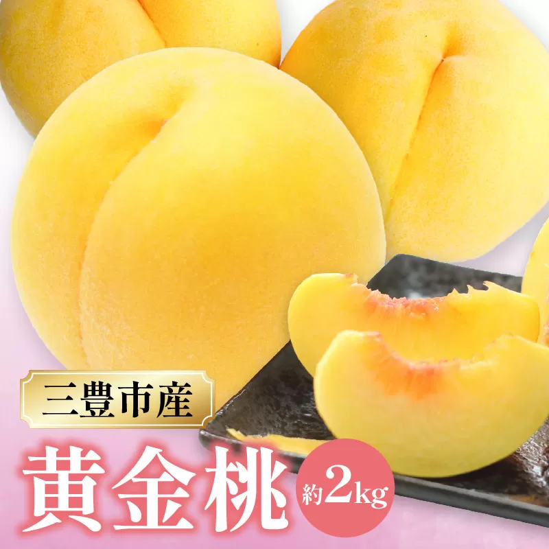 【ふるさと納税】数量限定！先行予約販売開始★ 神田農園の産地直送 桃「黄金桃」 約2kg [ フルーツ 名産品 桃 もも モモ 黄桃 果物 くだもの 取り寄せグルメ 三豊市 15000 15, 返礼品 神田桃園 ] ※配送不可地域：北海道・沖縄県・離島