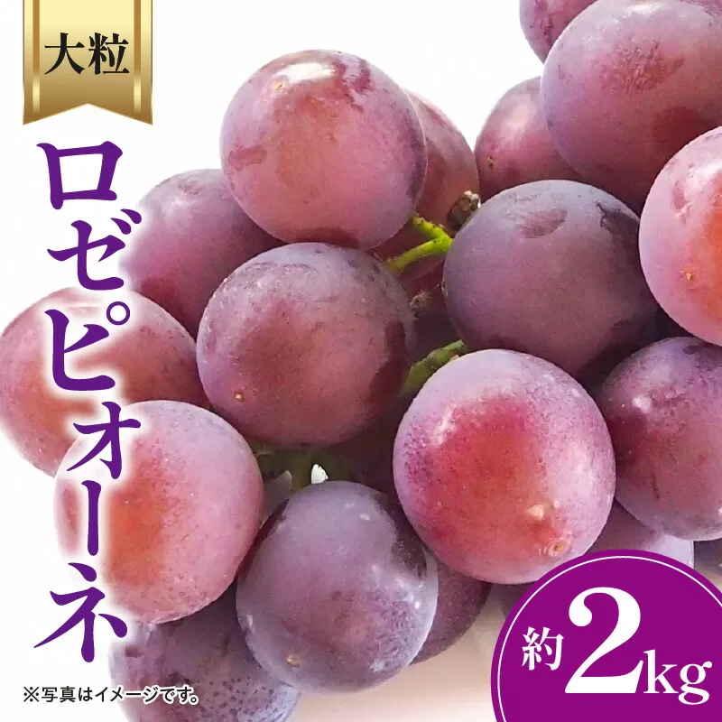 【ふるさと納税】【先行予約】【配送不可地域：北海道・沖縄県・離島】 ロゼピオーネ 約2kg (3～6房)  大粒 濃厚 種なし ギフト 贈答用 赤い ピオーネ ぶどう フルーツ 果物 果実 食品  デザート 送料無料 産地直送 お取り寄せ お取り寄せグルメ 香川県 三豊市  2キロ