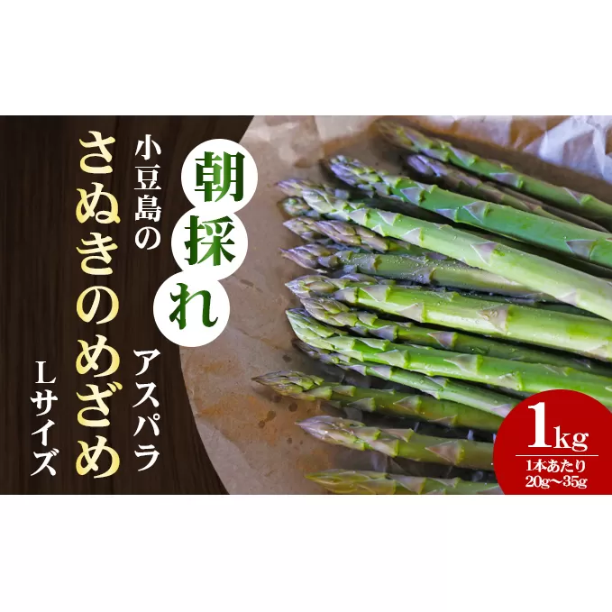 【 小豆島 】小豆島の朝採れアスパラ『さぬきのめざめ』Lサイズ1kg アスパラガス 野菜 グリーンアスパラ 大きい 新鮮 甘みが強い 1本丸ごと焼いて 