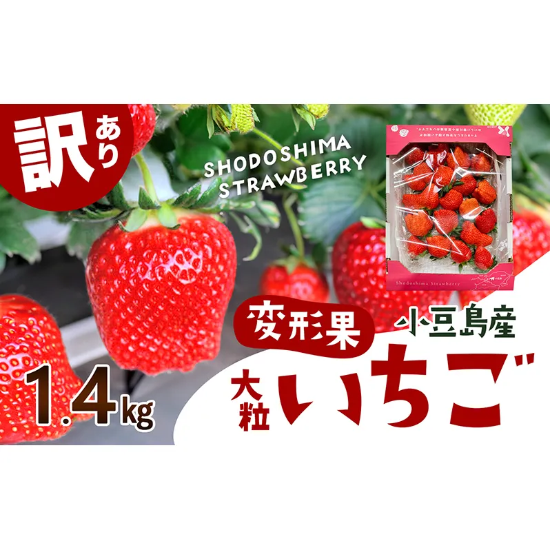 【 小豆島 】【配送エリア限定商品】＜ 訳あり ・ 大粒 ＞ 小豆島産 変形果いちご 1.4kg いちご 苺 イチゴ 女峰 女峰いちご 変形 果物 フルーツ くだもの 香川 香川県 土庄 土庄町