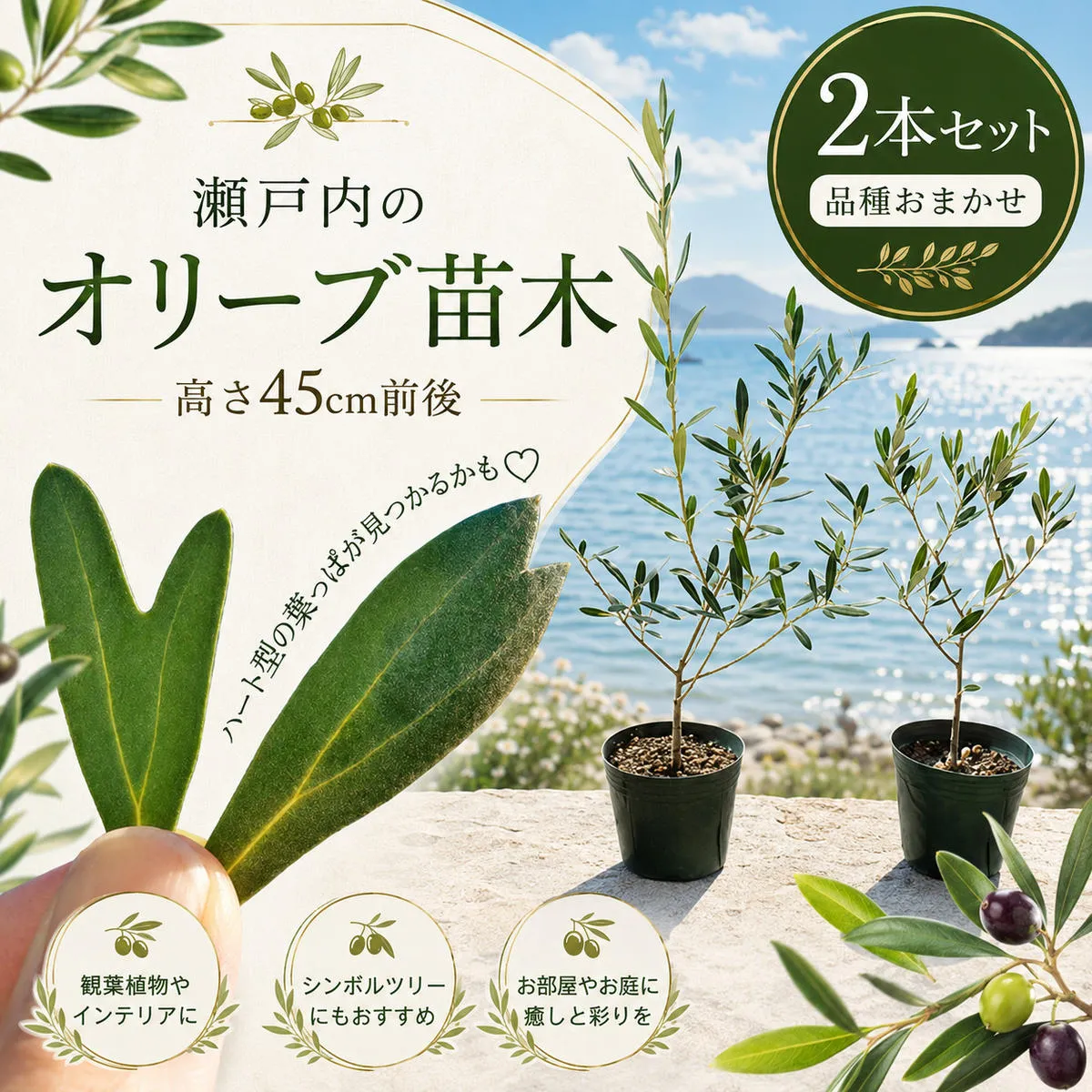 【 小豆島 】【2026年3月より発送】瀬戸内のオリーブ苗木2本セット 植物 インテリア 観葉植物