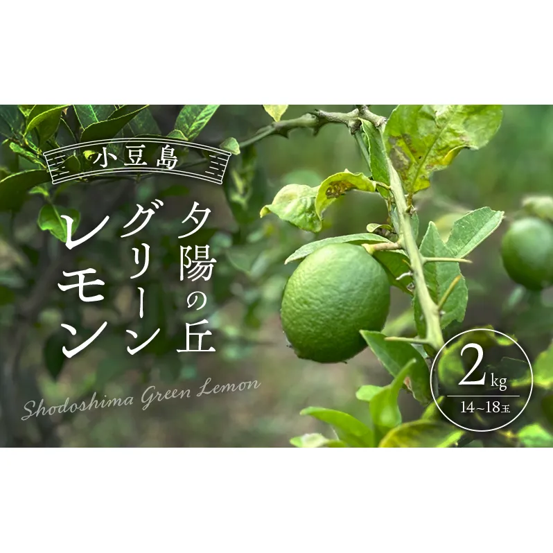 小豆島 夕陽の丘 グリーンレモン 2kg (14～18玉) 果物 フルーツ 柑橘 レモン