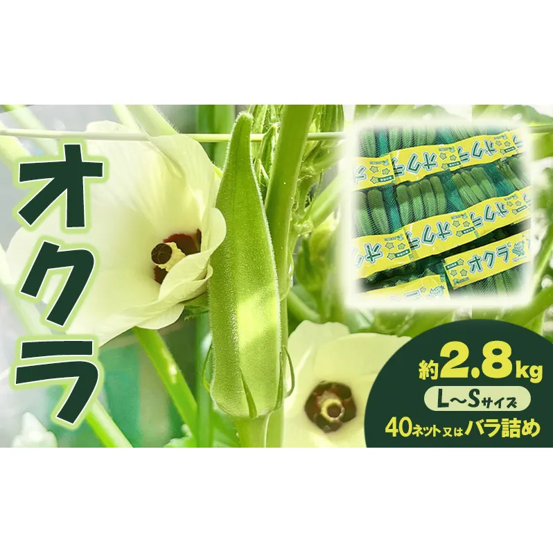 オクラ 約2.8kg 野菜