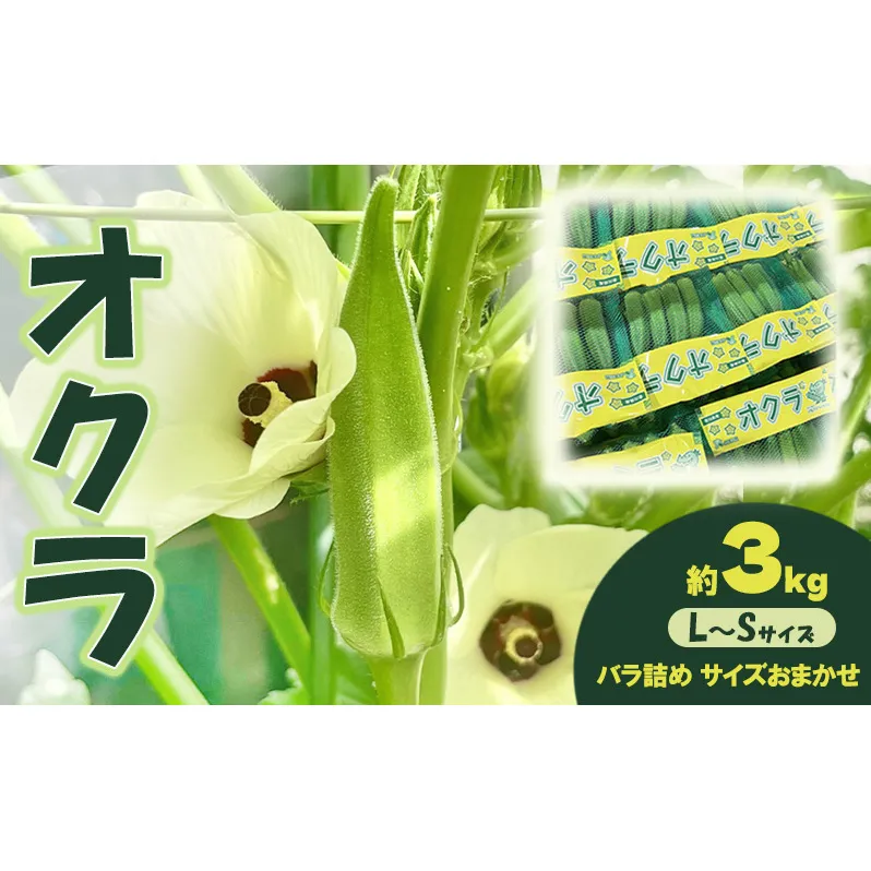 オクラ 約3kgバラ 野菜