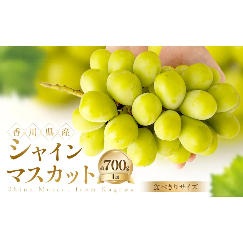 【食べきりサイズ】 シャインマスカット 約700g ぶどう ブドウ 葡萄 香川県産 国産 フルーツ 果物