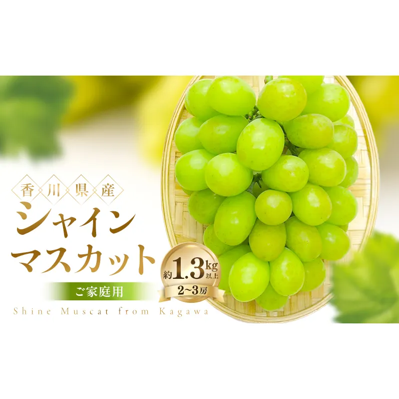 ご家庭用 シャインマスカット 約1.3kg以上(2～3房) ぶどう ブドウ 葡萄 香川県産 国産 フルーツ 果物