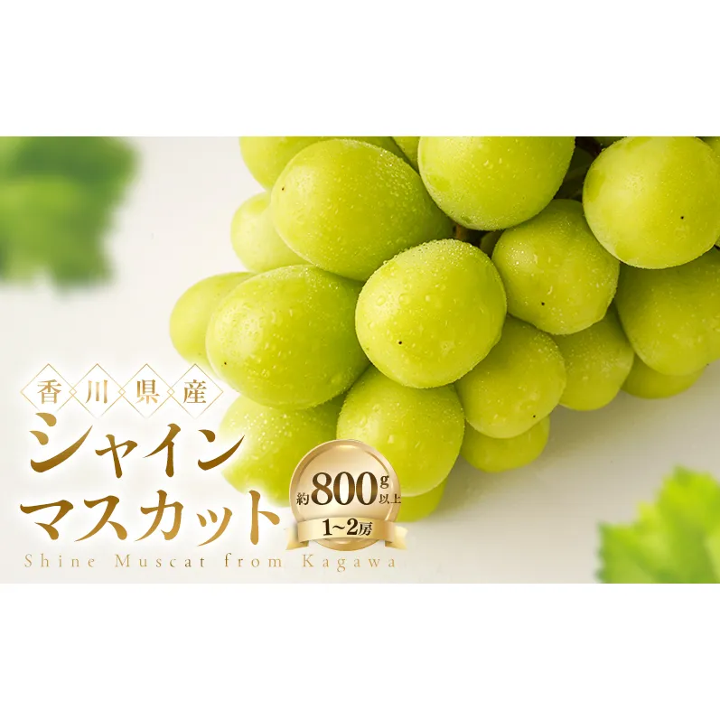 シャインマスカット 約800g以上(1～2房) ぶどう ブドウ 葡萄 香川県産 国産 フルーツ 果物