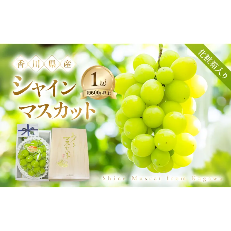 【8月31日(夏休み)までの期間限定!!】 シャインマスカット 1房 化粧箱入り(約600g以上) ぶどう ブドウ 葡萄 香川県産 国産 フルーツ 果物