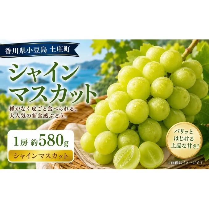 シャインマスカット  1房 約580g マスカット フルーツ 果物 香川県 土庄町