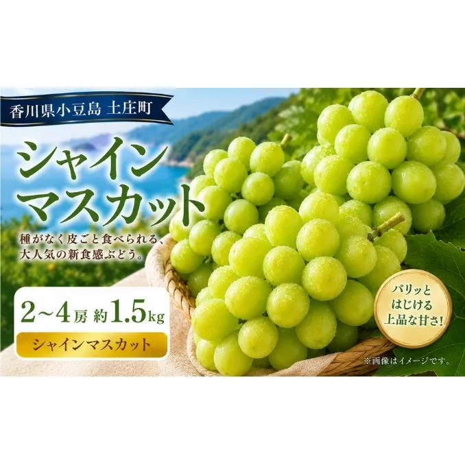 シャインマスカット  2～4房 約1.5kg マスカット フルーツ 果物 香川県 土庄町