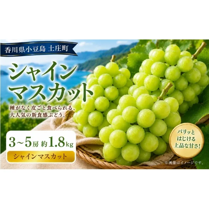シャインマスカット  3～5房 約1.8kg マスカット フルーツ 果物 香川県 土庄町