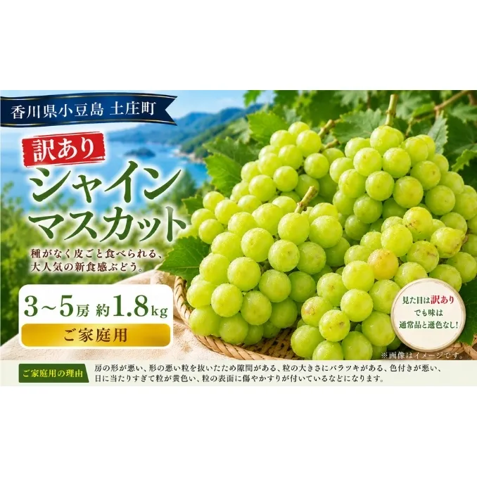 訳あり シャインマスカット  3～5房 約1.8kg マスカット フルーツ 果物 香川県 土庄町
