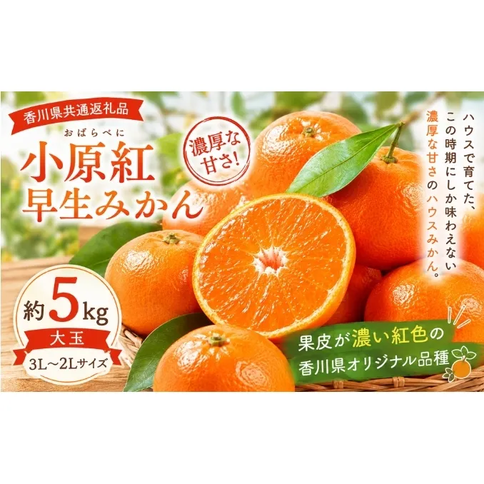 小原紅早生みかん 大玉 約5kg みかん フルーツ 果物 香川県 土庄町
