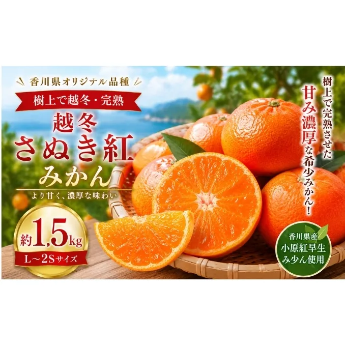 越冬さぬき紅みかん 約1.5kg みかん フルーツ 果物 香川県 土庄町