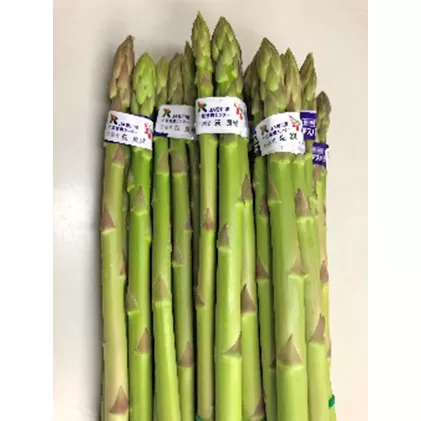 【 小豆島 】島育ち！アスパラ「さぬきのめざめ」夏芽1kg アスパラガス 野菜 野菜セット 