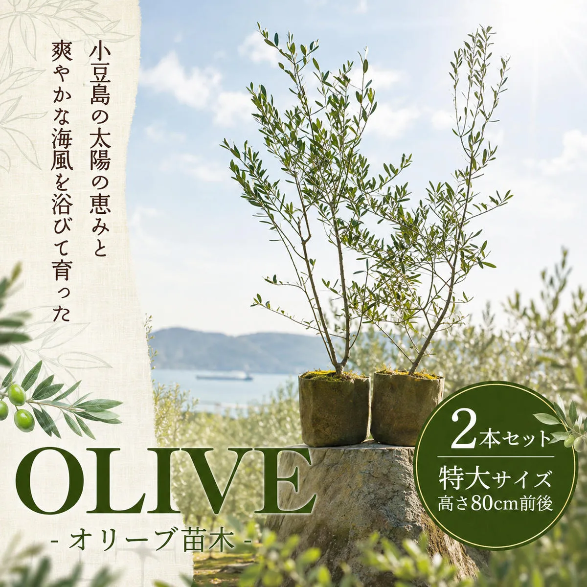 オリーブ 苗木 2本 セット 小豆島産 観葉植物 オリーブの木 シンボルツリー 庭木 植木 鉢植え ガーデニング 果樹 2品種 異なる品種 インテリア 新築祝い 贈り物 ギフト オリーブ苗 記念樹 地植え 小豆島 香川県 土庄町