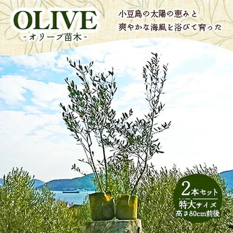 オリーブ 苗木 2本 セット 小豆島産 観葉植物 オリーブの木 シンボルツリー 庭木 植木 鉢植え ガーデニング 果樹 2品種 異なる品種 インテリア 新築祝い 贈り物 ギフト オリーブ苗 記念樹 地植え 小豆島 香川県 土庄町