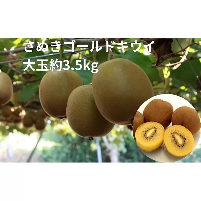 さぬきゴールドキウイ　大玉約3.5kg 果物詰合せ フルーツ