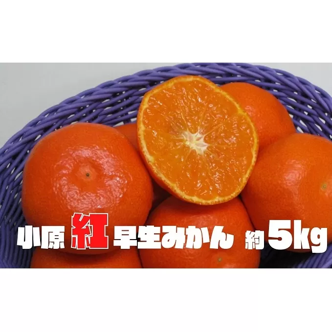 小原紅早生みかん　約5kg 果物類 柑橘類 フルーツ