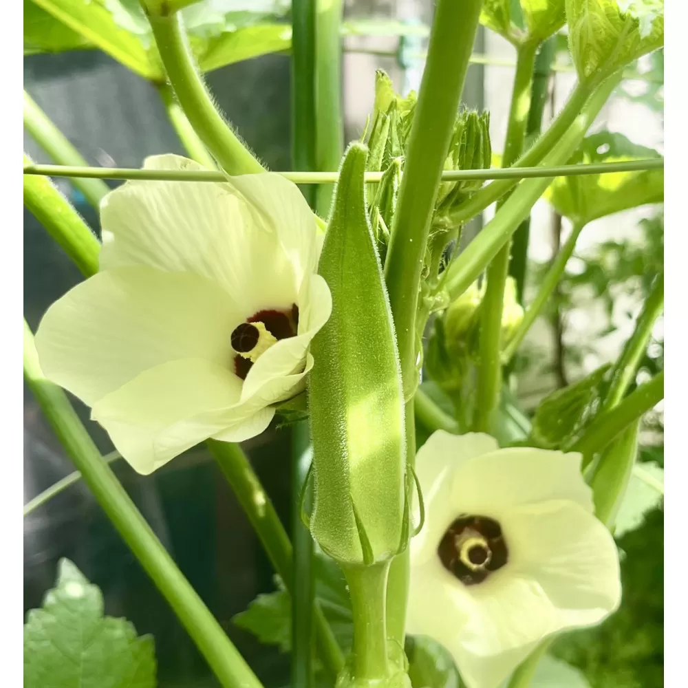 【2026発送】オクラ　約2.8kg