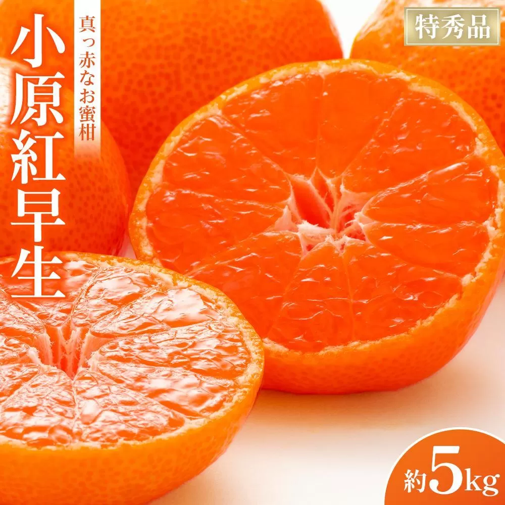 【2025年11月中旬より発送】特秀品！真っ赤なお蜜柑「小原紅早生」約5kg