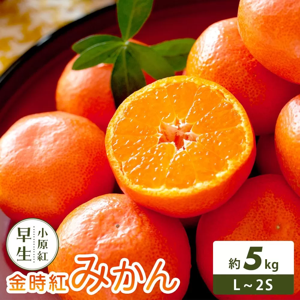 【さぬき讃フルーツ】金時紅みかん (小原紅早生) 約5kg