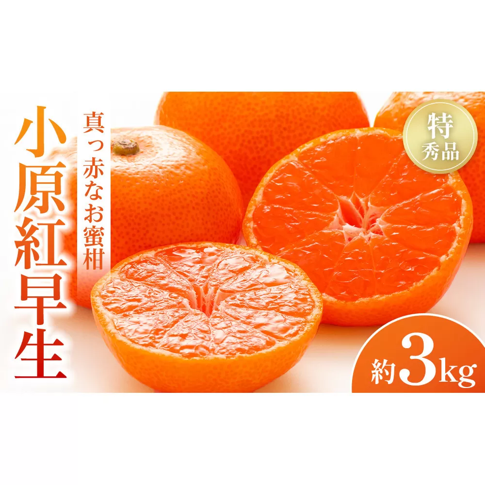 【2026年11月中旬より発送】特秀品！真っ赤なお蜜柑「小原紅早生」約3kg
