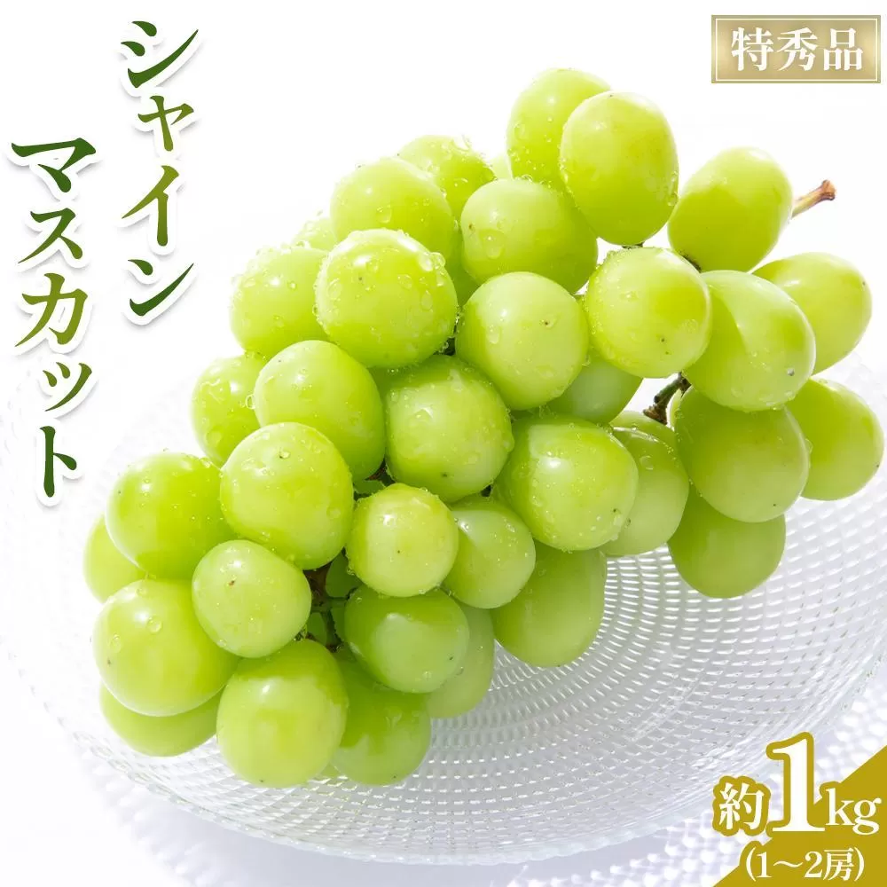 【2025年8月中旬より発送】特秀品！シャインマスカット　約1kg(1～2房)