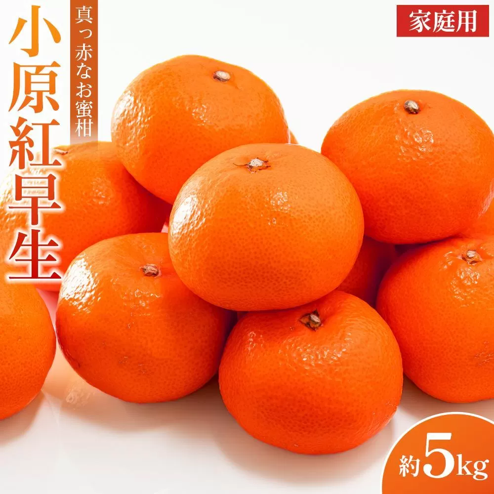 【2025年11月中旬より発送】ご家庭向け！真っ赤なお蜜柑「小原紅早生」約3kg