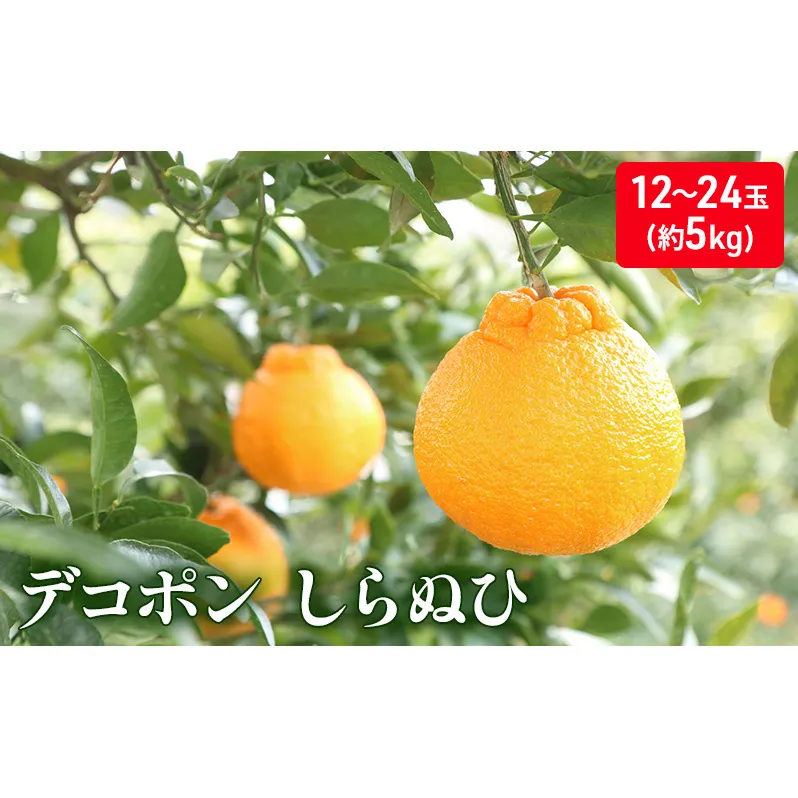 しらぬひ　約5kg デコポン 果物類 柑橘類 みかん フルーツ 