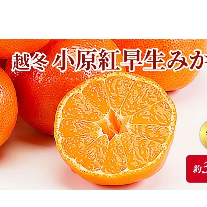 完熟！ 越冬 小原紅早生みかん　約3kg フルーツ 果物類 柑橘類 
