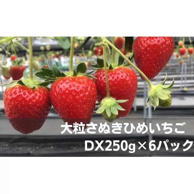 大粒さぬきひめいちご　DX250g×6パック フルーツ 果物類 苺 イチゴ 