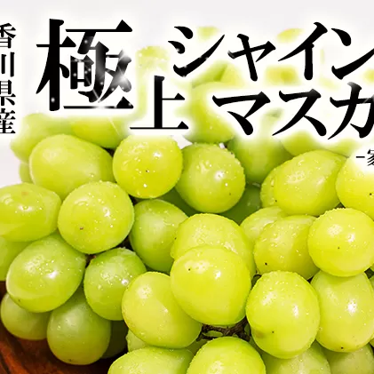 【お得用】シャインマスカット　2房入り 1kg以上　讃岐産 果物 ぶどう フルーツ 葡萄 種なし 