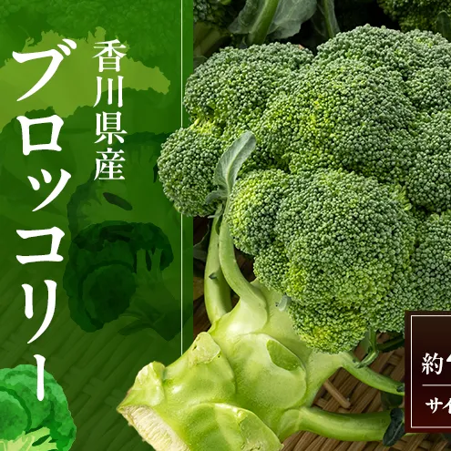 訳あり ブロッコリー 約4.5kg (サイズおまかせ) 野菜