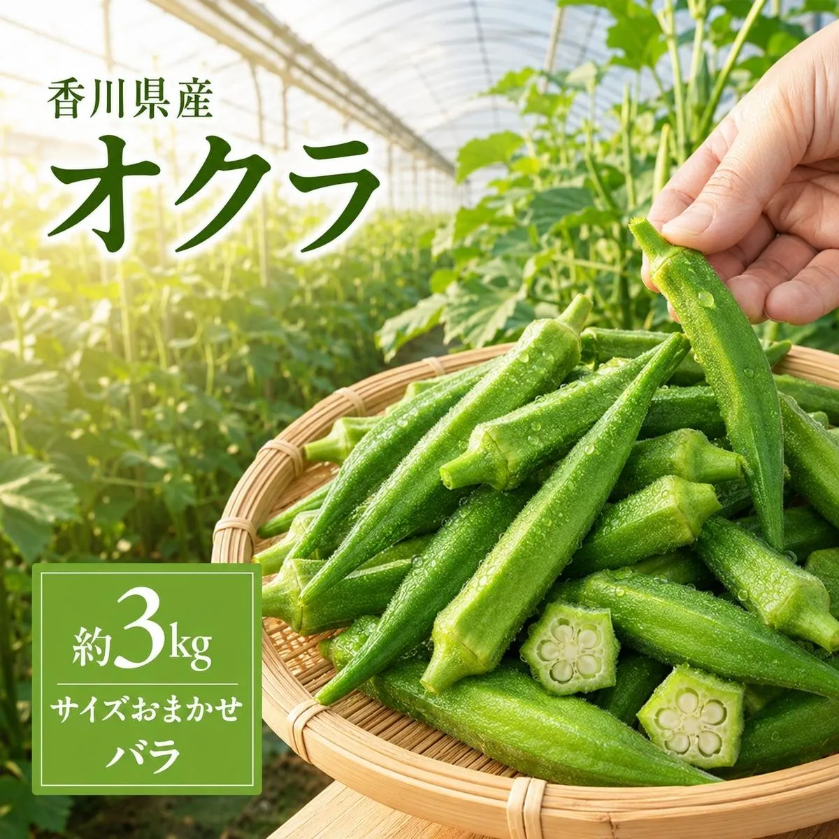 オクラ 約3kg バラ (サイズおかませ) 野菜