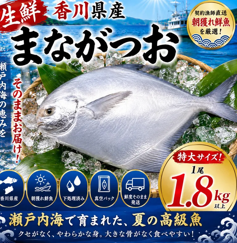 生鮮 香川県産 まながつお 1尾 1.8kg以上 マナガツオ 真魚鰹 真名鰹 魚 魚介 魚介類 冷蔵 香川 香川県