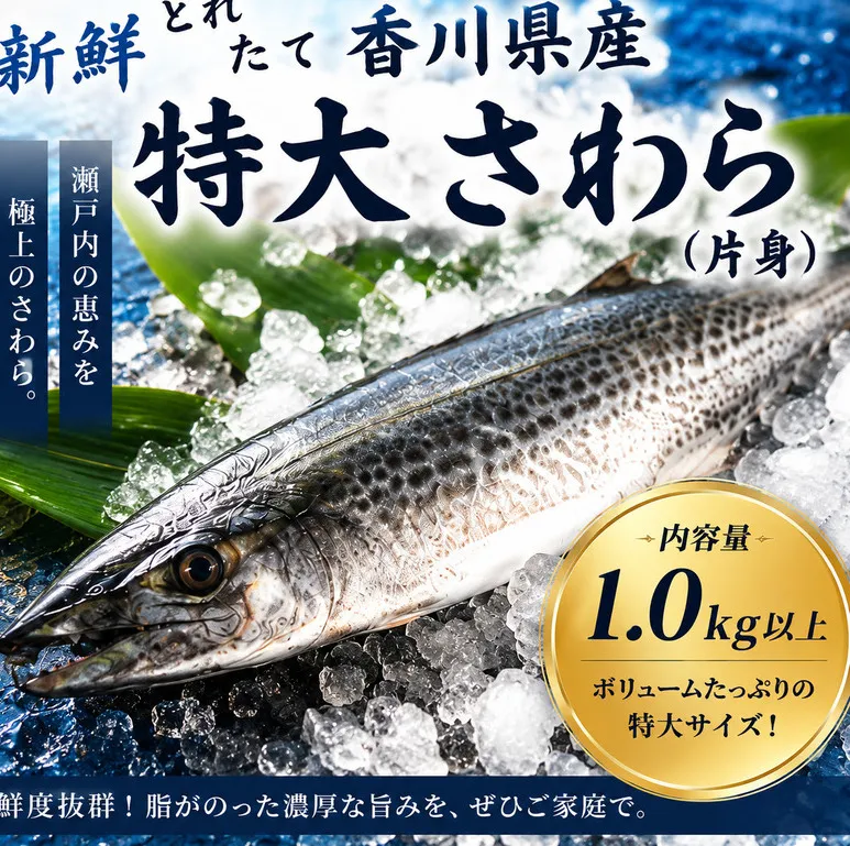 新鮮 とれたて 香川県産 特大さわら(片身) 1.0kg以上 さわら サワラ 鰆 魚 魚介 魚介類 切り身 片身 冷蔵 香川 香川県