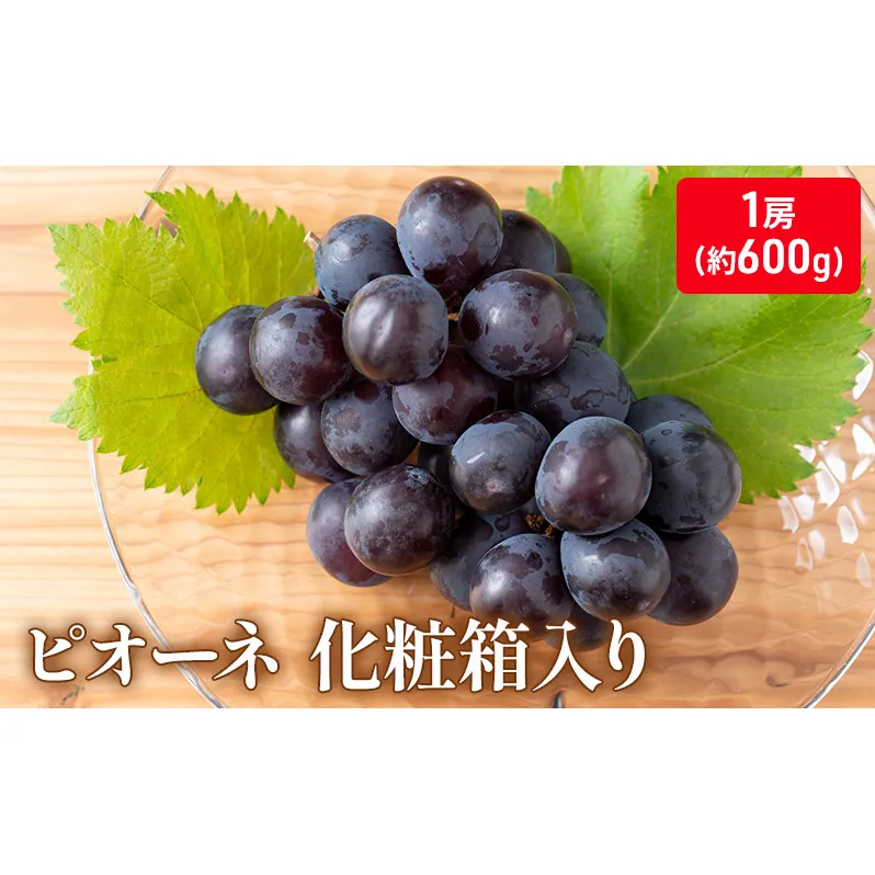 大粒で濃厚な甘み「ピオーネ」　大房1房（化粧箱入り）約600ｇ