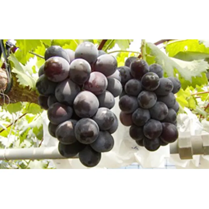 種なし大粒ぶどう「ふじみのり」　約2kg 果物 フルーツ ブドウ 約2kg 