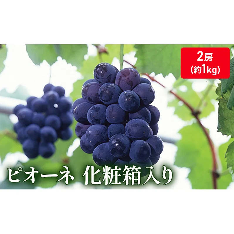 大粒で濃厚な甘み「ピオーネ」　2房（化粧箱入り）約１kg