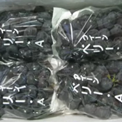 ベリーＡぶどう　約2kg 果物 フルーツ ブドウ 