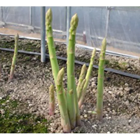 香川県オリジナルアスパラガス「さぬきのめざめ」夏芽 約1.5kg 野菜