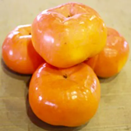 一足早く味わえる甘柿　早秋柿（そうしゅうがき） 果物類