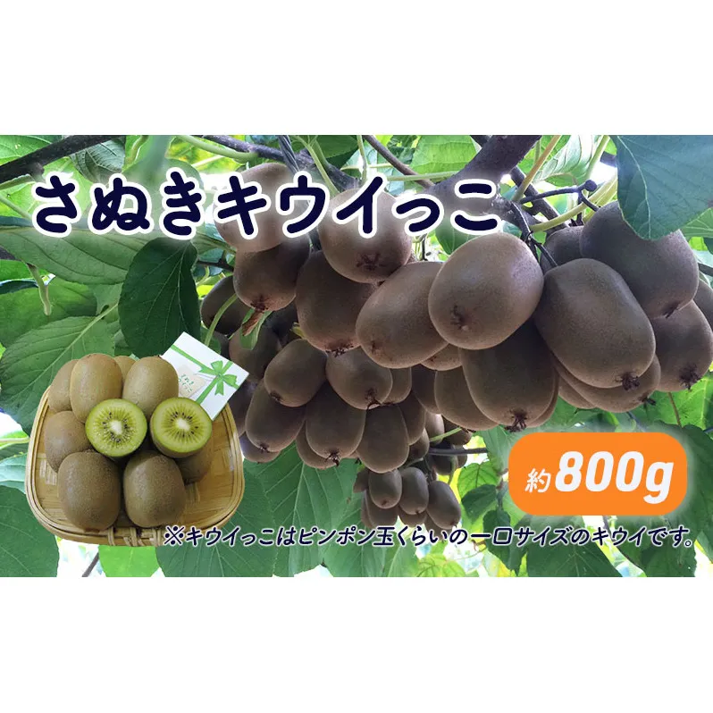さぬきキウイっこ　約800g_キウイフルーツ 果物詰合せ くだもの