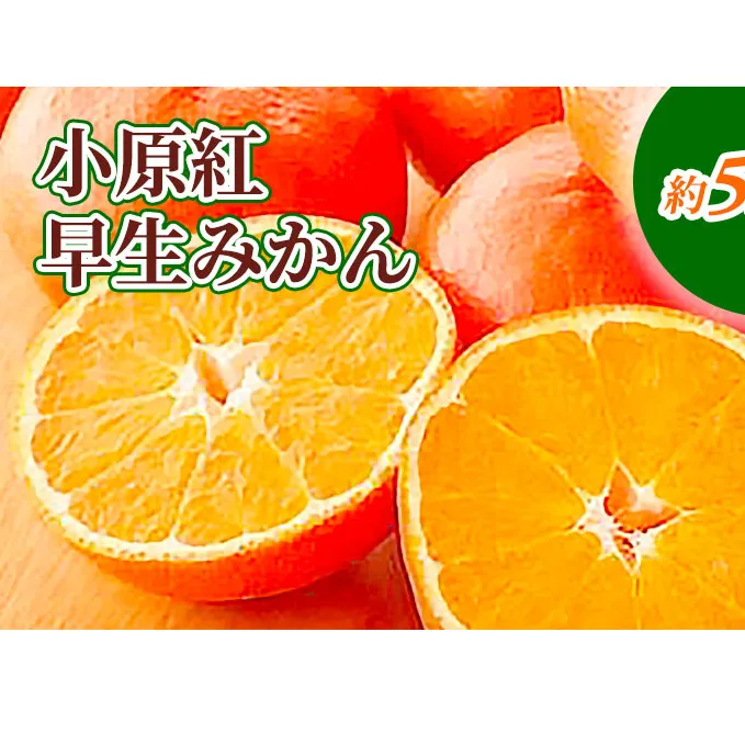 小原紅早生みかん 約5kg_みかん 果物類 柑橘類 フルーツ ミカン 蜜柑 くだもの