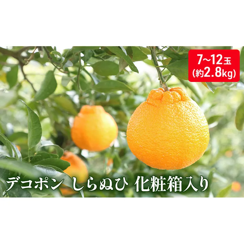ハウスデコポン（しらぬひ）化粧箱（約2.8kg）_デコポン 果物類 みかん 柑橘類 ミカン 蜜柑 くだもの