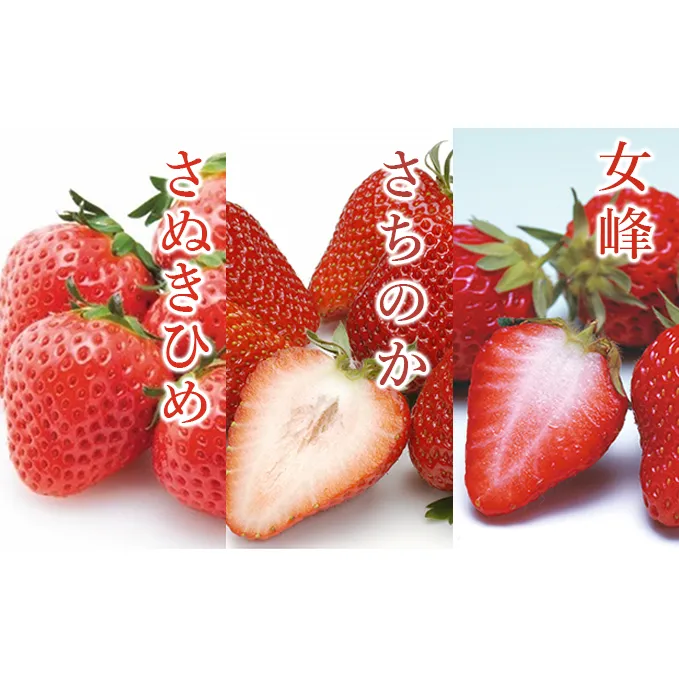 「瀬戸・たかまつネットワーク」いちご食べ比べセット 果物類 フルーツ 苺 イチゴ さぬきひめ 