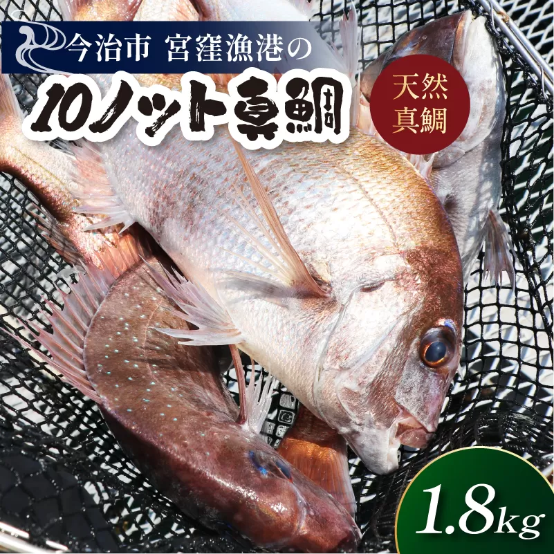 天然ブランド真鯛「10ノット真鯛」(ラウンド1.8kg前後1尾)[V002790]宮窪瀬戸 瀬戸内海 天然真鯛 お料理 今治市 愛媛県 国産 海産物 海鮮 魚介類 新鮮 食品 ふるさと納税