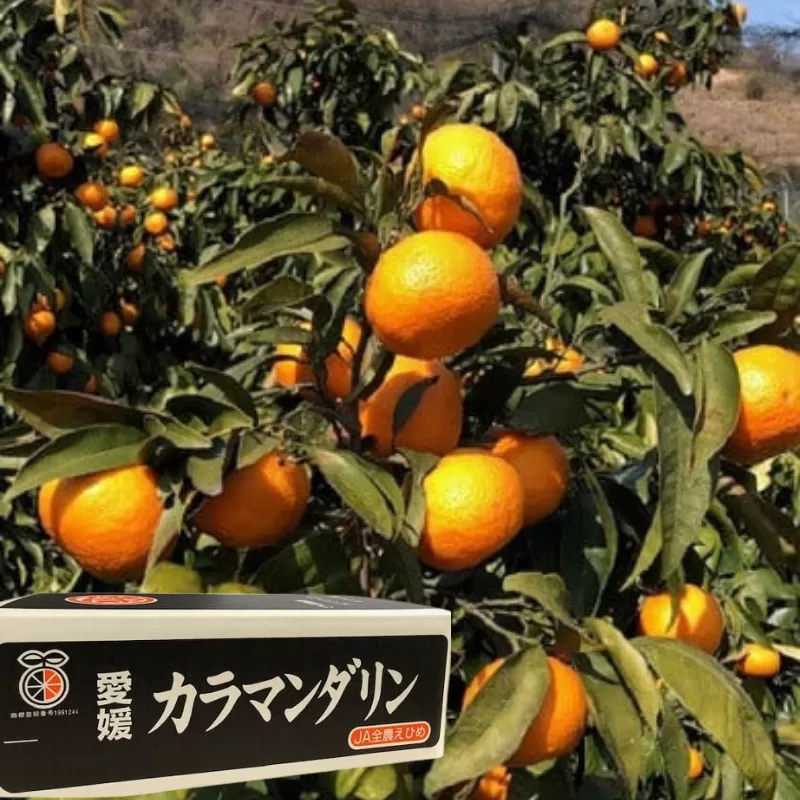 【先行予約】カラマンダリン約5ｋｇ